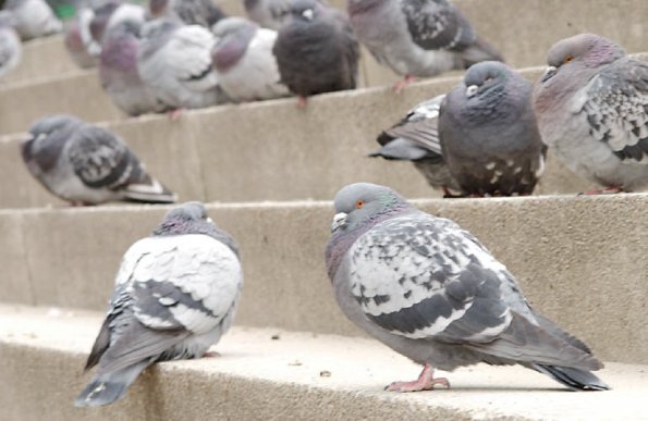 Pigeons on concrete steps uid 1272130