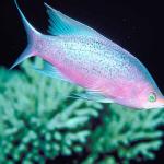 Pink and blue fish