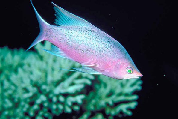 Pink and blue fish