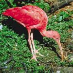 Pink bird with long beak