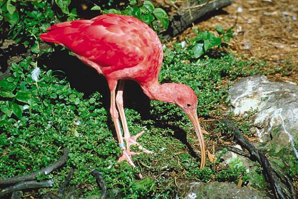 Pink bird with long beak