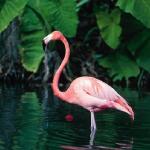Pink flamingo in Florida United States uid 1042999