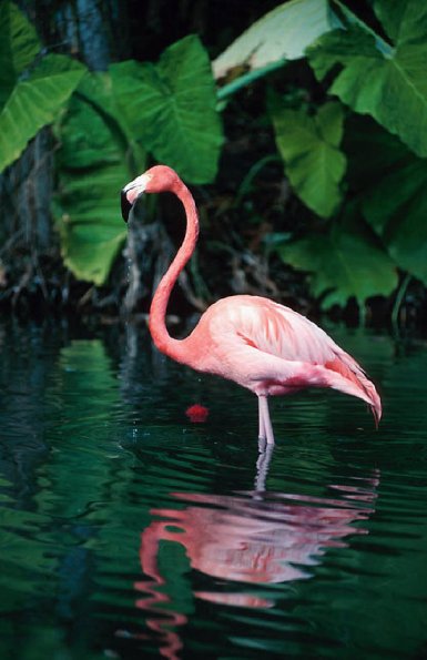 Pink flamingo in Florida United States uid 1042999