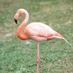 Pink flamingo uid 1175225