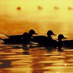 Pintails uid 995559