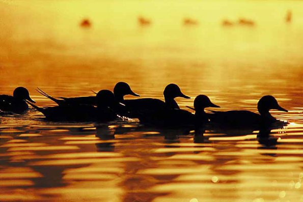 Pintails uid 995559