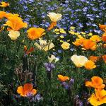 Plant & Animal Kingdom c10119