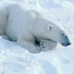 Polar Bear At Rest  Cape Churchill Manitoba uid 1044396