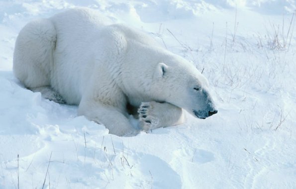 Polar Bear At Rest  Cape Churchill Manitoba uid 1044396