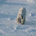 Polar Bear Manitoba Canada uid 1042506