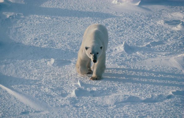 Polar Bear Manitoba Canada uid 1042506