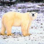Polar Bear on snowy tundra uid 1024540