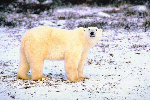 Polar Bear on snowy tundra uid 1024540