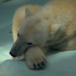 PolarBearThijking