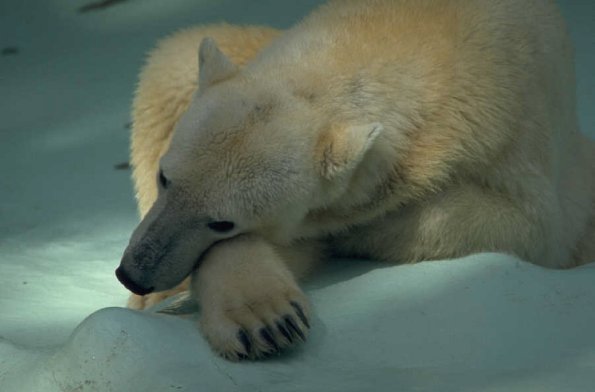 PolarBearThijking