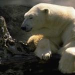 Polarbearonlimb