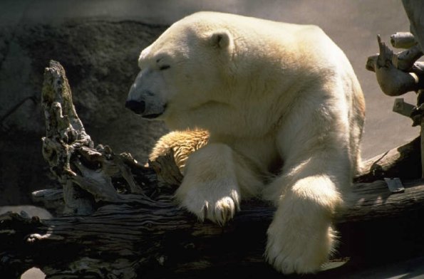 Polarbearonlimb