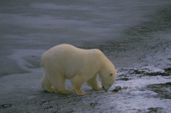 Polarbearontundra