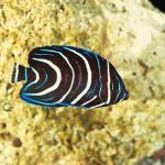 Pomacanthus semicirculatus uid 1658079