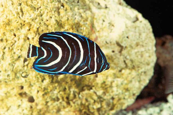 Pomacanthus semicirculatus uid 1658079