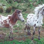 Ponies