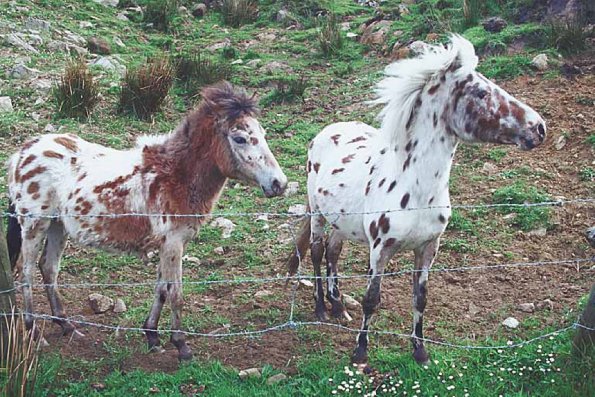 Ponies