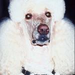 Poodle 10 uid 1006332