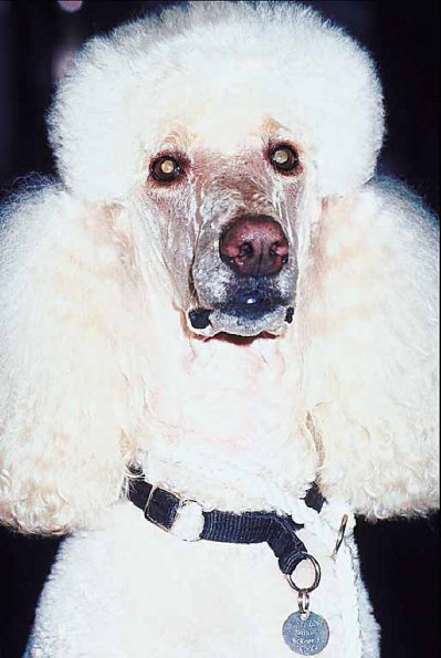 Poodle 10 uid 1006332