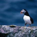 Profile of a Puffin uid 1045614