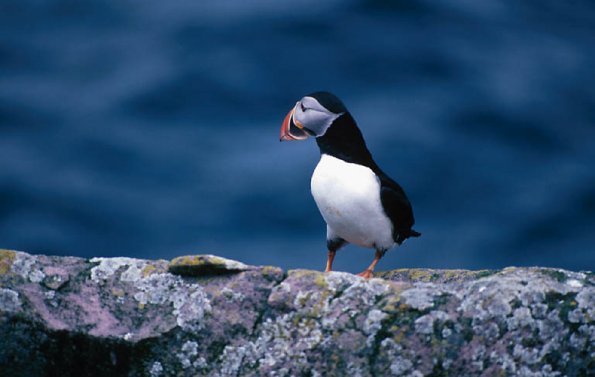Profile of a Puffin uid 1045614