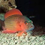 Pseudochromis novaehollandae uid 1658094