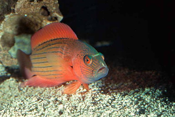 Pseudochromis novaehollandae uid 1658094