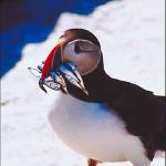 Puffin 2 uid 1008085