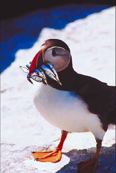Puffin 2 uid 1008085