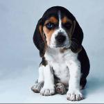 Puppy with big ears