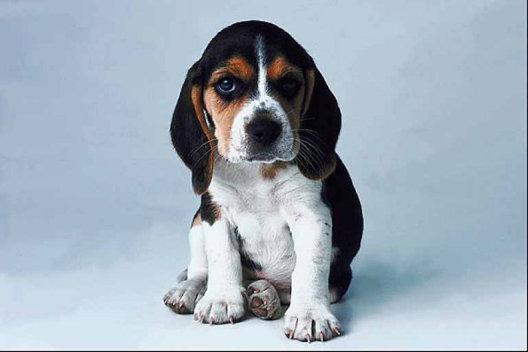 Puppy with big ears
