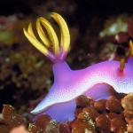 Purple creature with yellow tufts