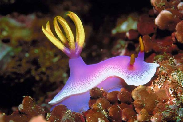 Purple creature with yellow tufts