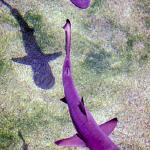 Purple fish in pond