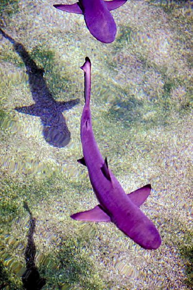 Purple fish in pond