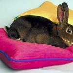 Rabbitt