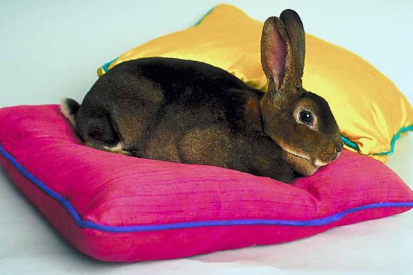 Rabbitt
