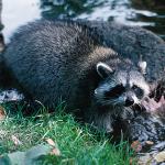 Raccoon Cleaning Hands uid 1044427