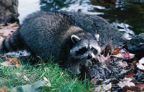 Raccoon Cleaning Hands uid 1044427