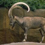 Rambeautifulhorns