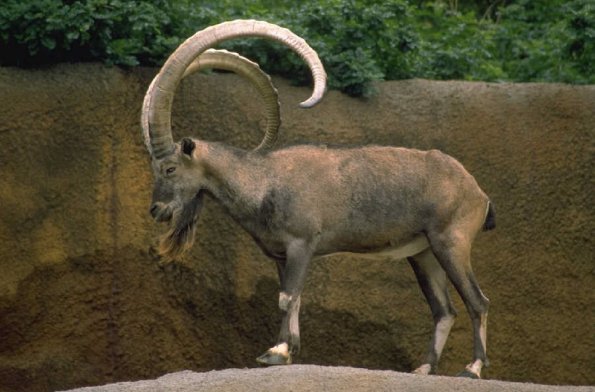 Rambeautifulhorns