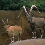 Rams