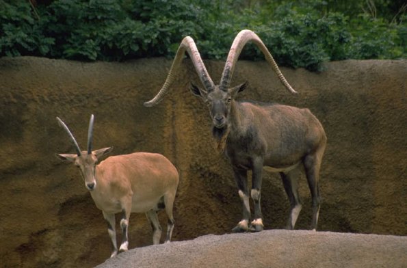 Rams