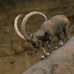 Ramwithhornsonrock