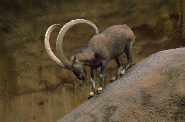 Ramwithhornsonrock